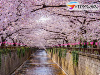 Японія у сезон сакури - це один із найкрасивіших періодів року весна 2026